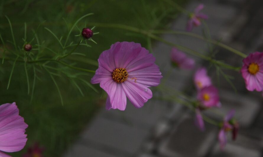 Проектор звездного неба для детской комнаты